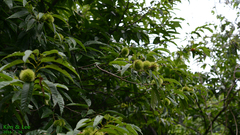 Castanea crenata