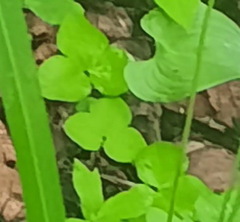 Hepatica nobilis asiatica