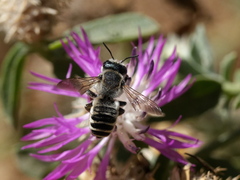 Megachile albisecta