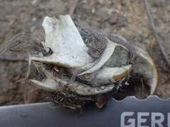 Otomys angoniensis