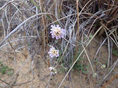 Image of Melanospermum foliosum by (c) Mahomed Desai, some rights reserved (CC BY)