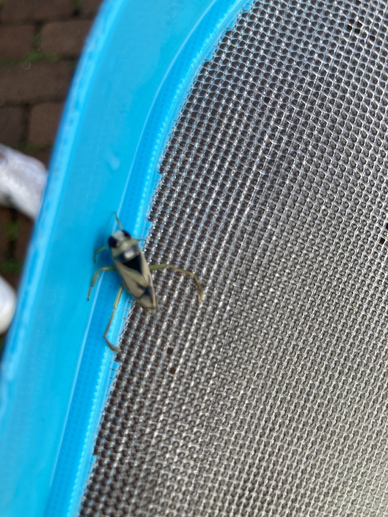 greater-water-boatman-from-stormarn-de-sh-de-on-august-04-2022-at-06