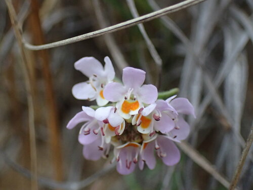 Image of Melanospermum foliosum by (c) Mahomed Desai, some rights reserved (CC BY)