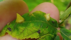 Phylloxera caryaefallax