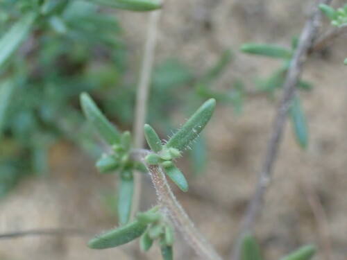 Image of Melanospermum foliosum by (c) Mahomed Desai, some rights reserved (CC BY)