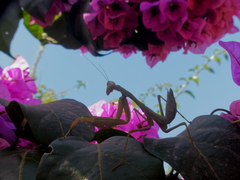 Sphodromantis viridis