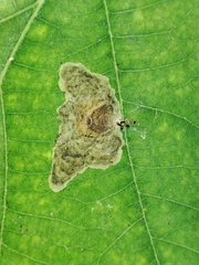 Tischeria decidua
