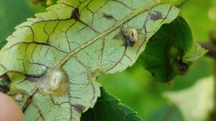 Phylloxera caryaefallax