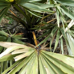 Arecaceae