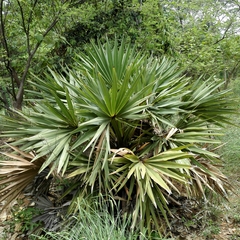 Arecaceae