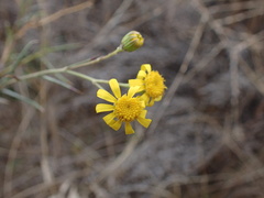 Senecio harveianus