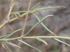 Senecio harveianus