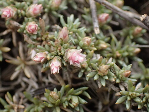 Image of Helichrysum caespititium by (c) Mahomed Desai, some rights reserved (CC BY)
