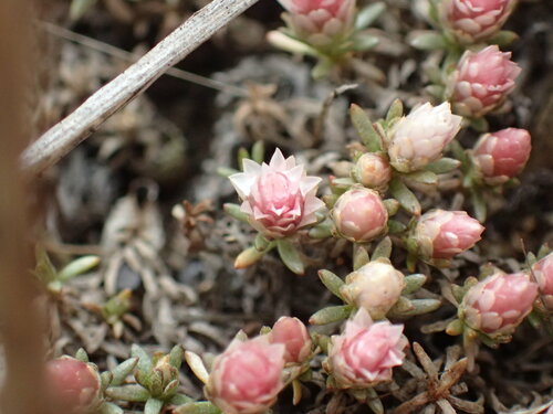 Image of Helichrysum caespititium by (c) Mahomed Desai, some rights reserved (CC BY)
