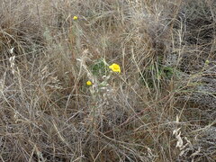 Senecio harveianus