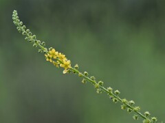 Agrimonia bracteata