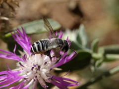 Megachile albisecta