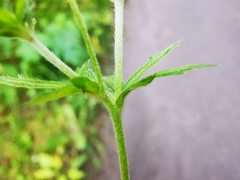 Potentilla
