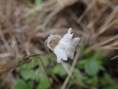 Diclis petiolaris