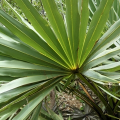 Arecaceae