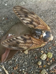 Graptopsaltria nigrofuscata