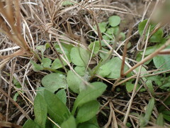 Diclis petiolaris