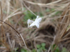 Diclis petiolaris