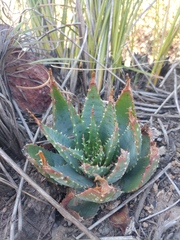 Aloe pratensis