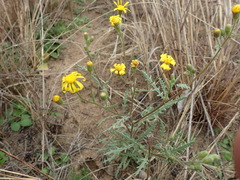 Osteospermum muricatum