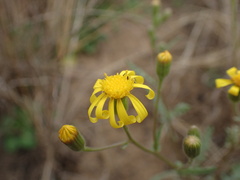 Osteospermum muricatum