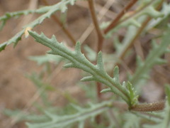 Osteospermum muricatum