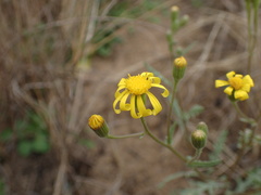 Osteospermum muricatum
