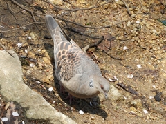Streptopelia orientalis