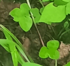 Hepatica nobilis asiatica