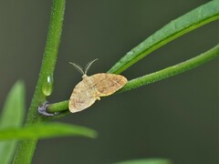 Mellilla xanthometata