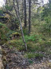 Amelanchier × lamarckii