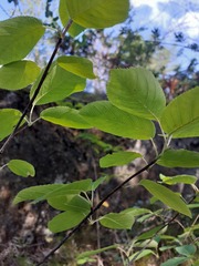 Amelanchier × lamarckii