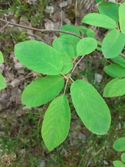 Amelanchier × lamarckii