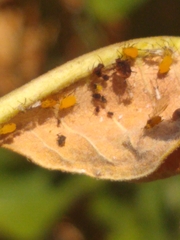 Aphis nerii