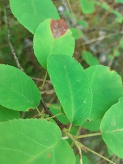 Amelanchier × lamarckii