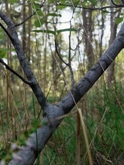Amelanchier × lamarckii