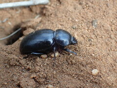 Ocnodes