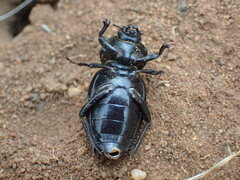 Ocnodes