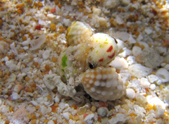 Vexillum cancellarioides