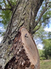 Pristaulacus fasciatus