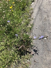 Cichorium intybus