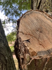 Pristaulacus fasciatus