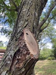 Pristaulacus fasciatus