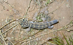 Teratoscincus scincus