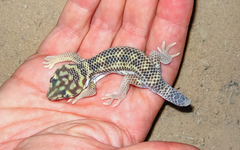 Teratoscincus scincus